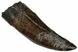 Serrated Tyrannosaur Tooth - Judith River Formation #300175-1